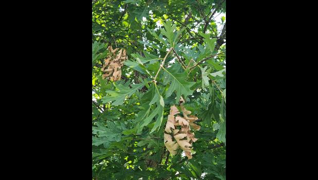 Cleada damage to white oak tree branches. photo courtesy of Hank Stelzer