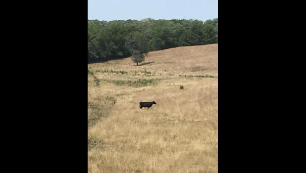University of Missouri Extension specialists urge producers to closely watch cattle that graze pastures containing Johnson grass and other sorghum species. Photo courtesy of Tim Evans