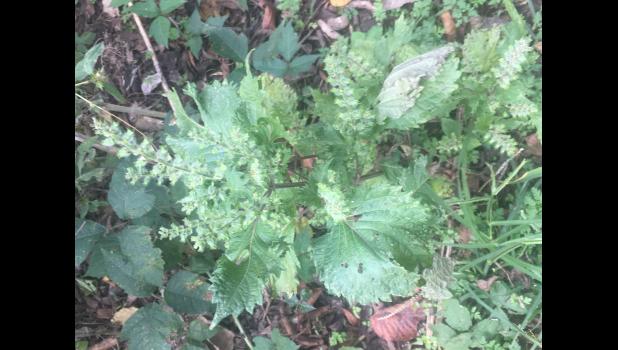 Perilla mint, a toxic summer annual, is also known as rattlesnake weed, purple mint and beefsteak plant. All parts of it are toxic, and it can cause breathing problems and death in cows and small ruminants. Photo courtesy MU Extension veterinary toxicologist Tim Evans