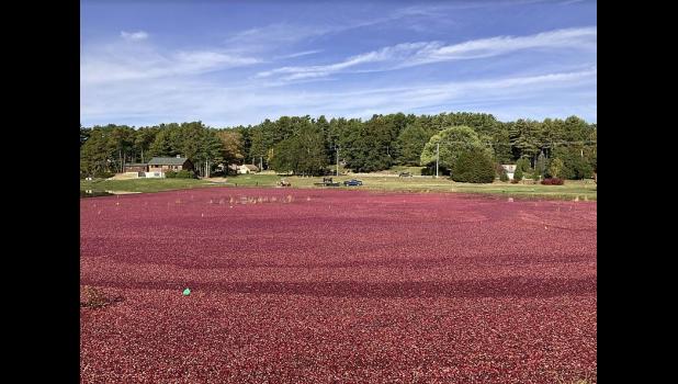 Pictured above is the Cranberry west harvest in Kingston, Mass. photo provided