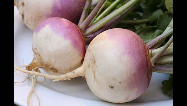 The turnip is an underappreciated and underused fall vegetable crop. photo provided
