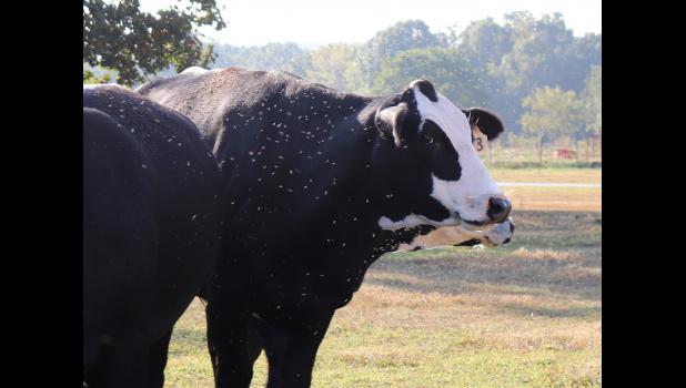 Cows surrounded by flies in Crane, MO. photo courtesy of Linda Geist