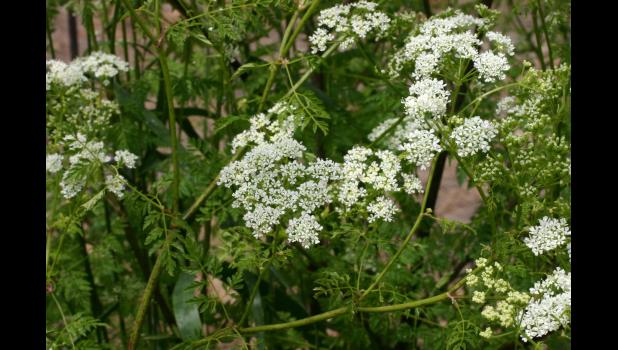 Poison Hemlock photo courtesy of Eric Coombs, Oregon Department of Agriculture