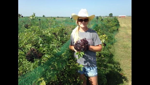 MU Extension horticulture specialist Kelly McGowan says Missouri woods contain a variety of flavorful fruits and nuts, including elderberries. photo courtesy of Kelly McGowan