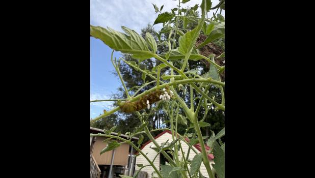 A tomato hornworn infected with braconid wasp eggs. photo provided