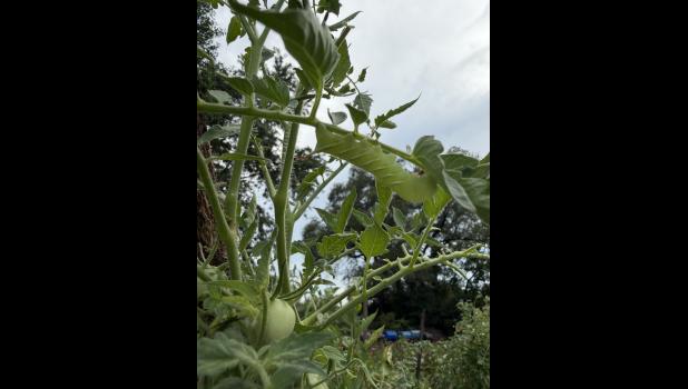 A healthy hornworn in a West Plains tomato garden. photo provided