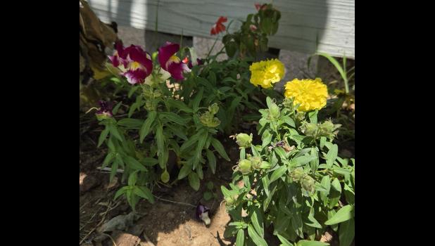 Snapdragons and marigolds grown by the Willow Springs FFA, planted by Ron, Bonnie, and Leo Mendez, nearly neglected to death by Amanda Mendez, and saved by Missouri rains. Howell County News/ Amanda Mendez