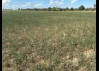photo courtesy of MU Extension agronomist Tim Schnakenberg