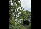 A healthy hornworn in a West Plains tomato garden. photo provided