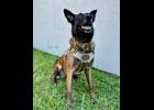 K9 Spice of the Howell County Sheriff’s Office. courtesy of Howell County Sheriff's Office